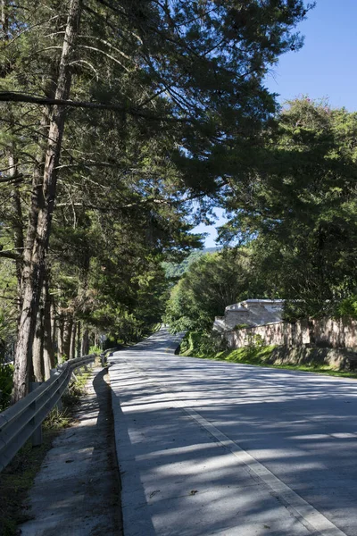 森林中的道路关于自然的背景 — 图库照片