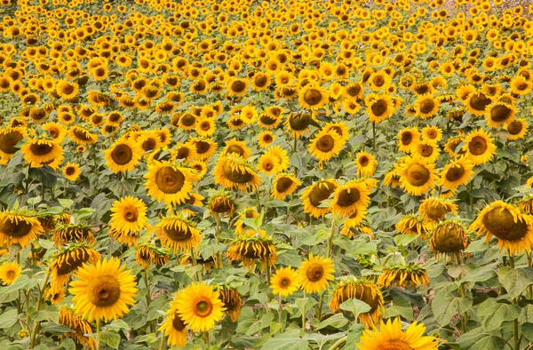 Campo Girasoli Estate Sfondo Naturale — Foto Stock