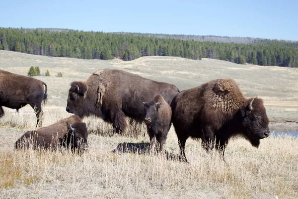 Bison Yellowstone National Park Wyoming — Stockfoto