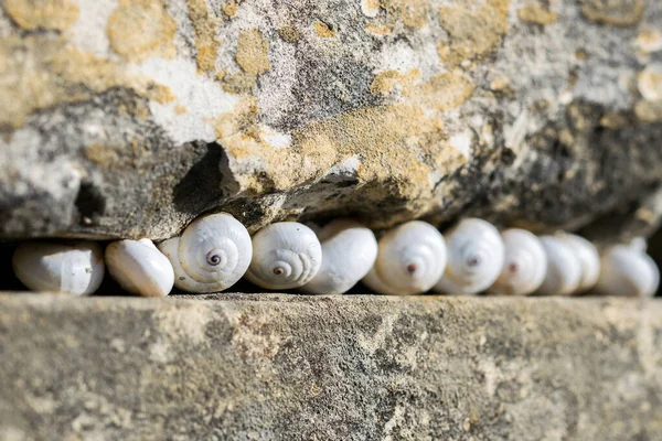 Close Seashell Stone Wall — стоковое фото