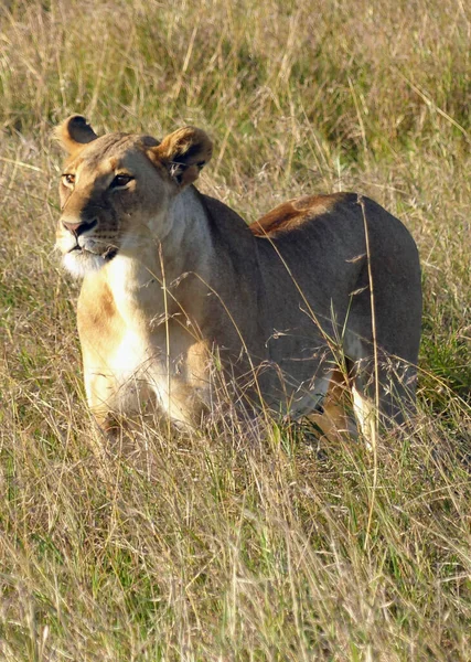 Leoa Savana Kenya Fundo Natureza — Fotografia de Stock