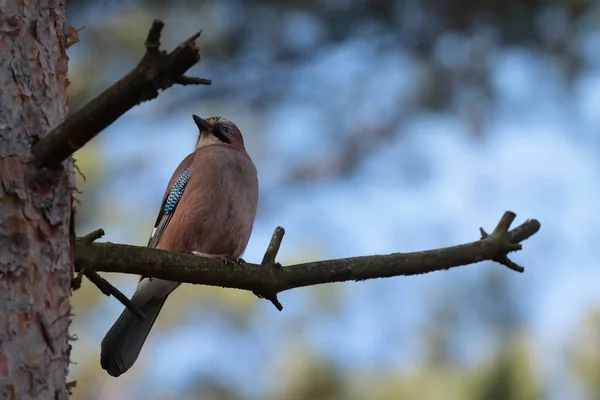 Птах Гілці Дерева Фоні Природи — стокове фото