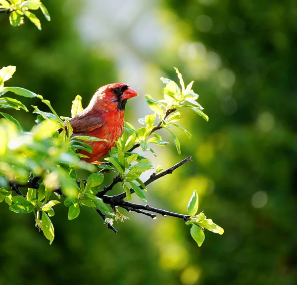 枝に赤い鳥がいて — ストック写真