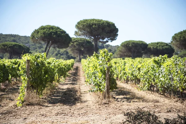 Viñedo Campo Sobre Fondo Naturaleza — Foto de Stock