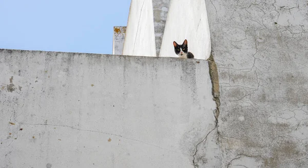 Kot Dachu Domu — Zdjęcie stockowe