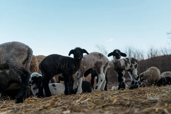 Πρόβατα Στο Βοσκότοπο Φόντο Φύση — Φωτογραφία Αρχείου