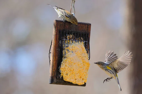 Aves Floresta Fundo Natureza — Fotografia de Stock