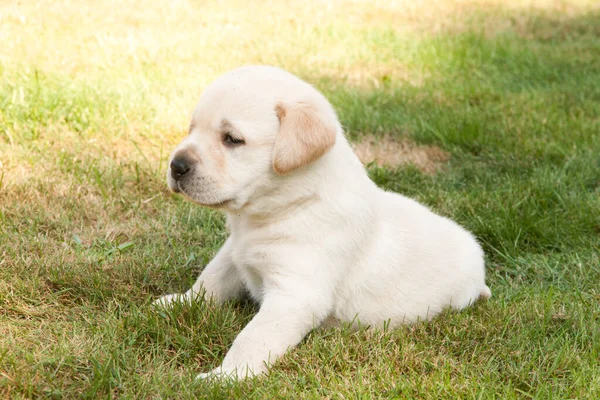 Cute Labrador Puppy Grass — Stock Photo, Image