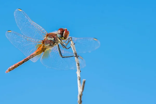 Libelle Auf Blauem Himmel Hintergrund — Stockfoto