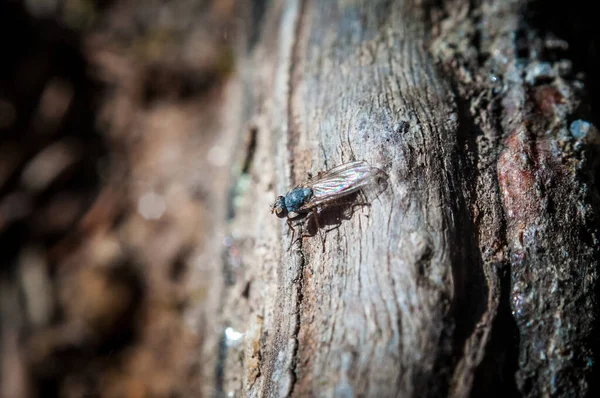 Menutup Lalat Pada Latar Belakang Kayu — Stok Foto
