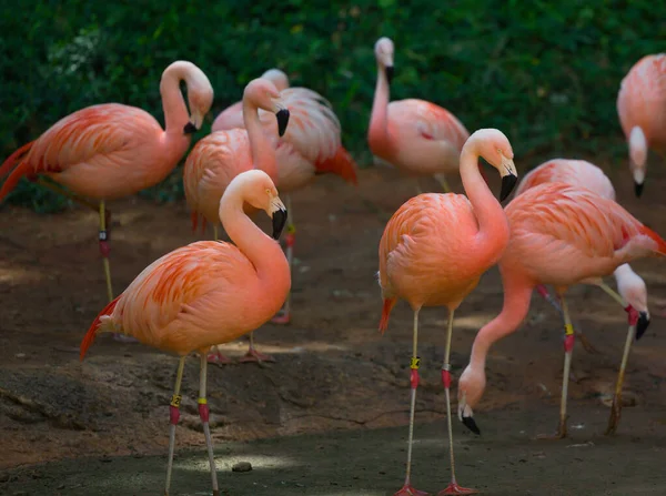 Flamencos Rosados Zoológico —  Fotos de Stock