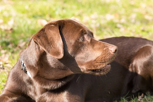 自然を背景にかわいい犬の肖像画 — ストック写真