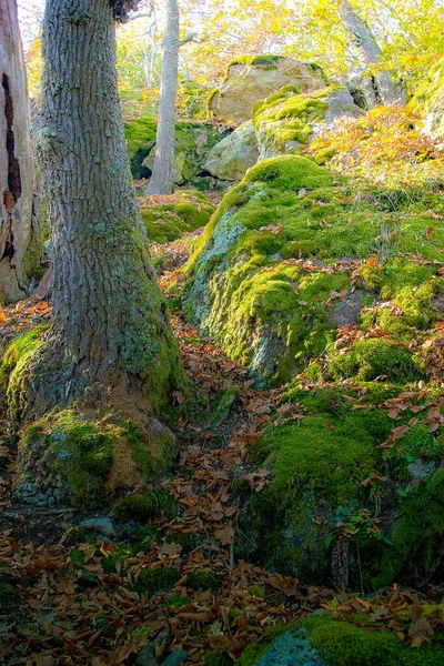 Красивий Осінній Ліс Мохом Деревами — стокове фото