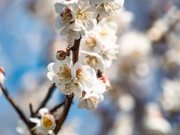 Flores Primavera Árvore — Fotografia de Stock
