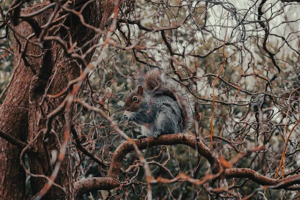 Nahaufnahme Eines Niedlichen Eichhörnchens Wald — Stockfoto