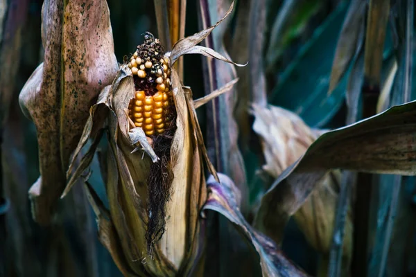 Közeli Egy Kukorica Kertben Természet Hátterét — Stock Fotó