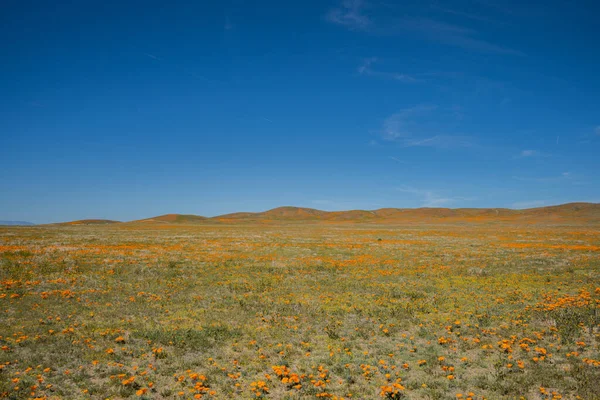 Hermoso Paisaje Con Campo Flores Cielo Azul —  Fotos de Stock