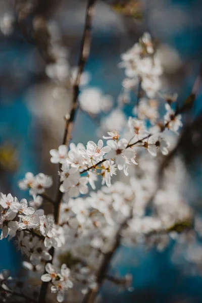 春の花花木植物 — ストック写真