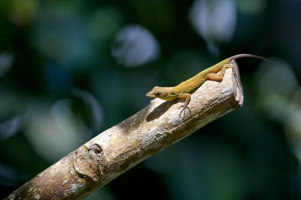 Lähikuva Vihreästä Kameleontista Oksalla — kuvapankkivalokuva