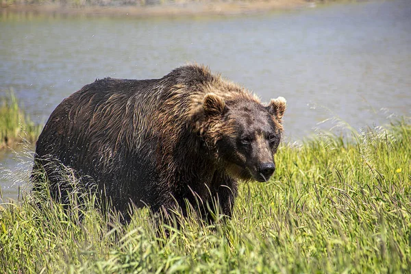 Brown Bear Water — Stock Photo, Image