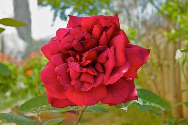 Όμορφο Τριαντάφυλλο Στον Κήπο Στο Φόντο Της Φύσης — Φωτογραφία Αρχείου