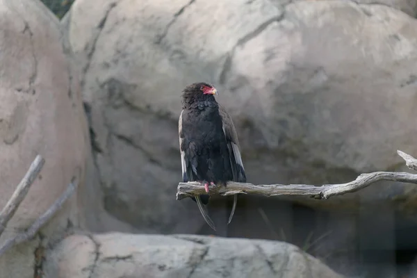 Ein Vogel Sitzt Auf Einem Felsen Wald — Stockfoto