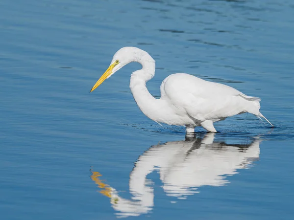 Silberreiher Wasser — Stockfoto