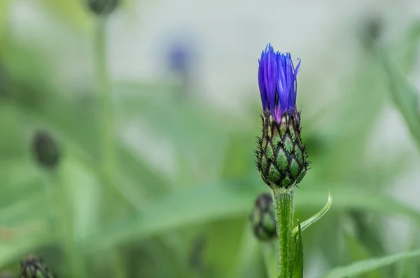 Hermosas Flores Jardín Sobre Fondo Naturaleza — Foto de Stock