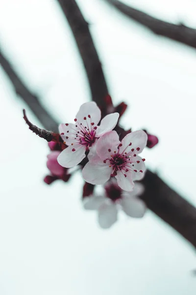 Schöne Frühlingsblumen Flora — Stockfoto