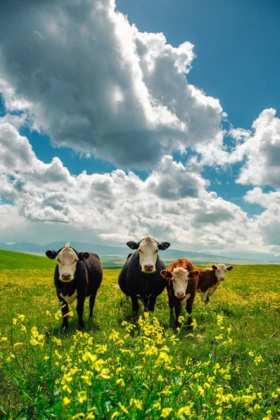 Коровы Пасутся Зеленом Лугу Фоне Природы — стоковое фото