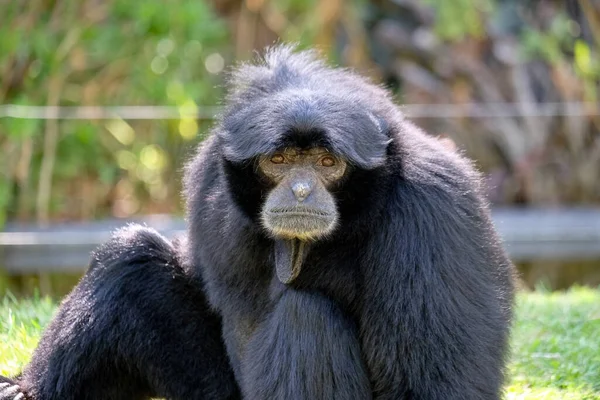 Primo Piano Macaco Dalla Coda Nera — Foto Stock