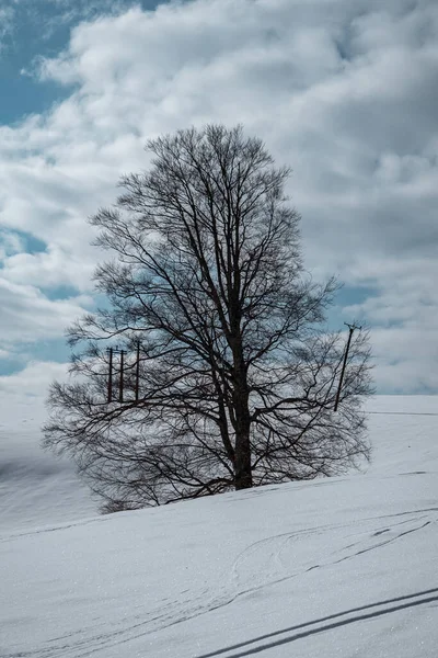 Paysage Hivernal Avec Arbre Enneigé — Photo