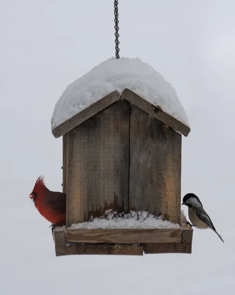 Ein Vogel Schnee — Stockfoto