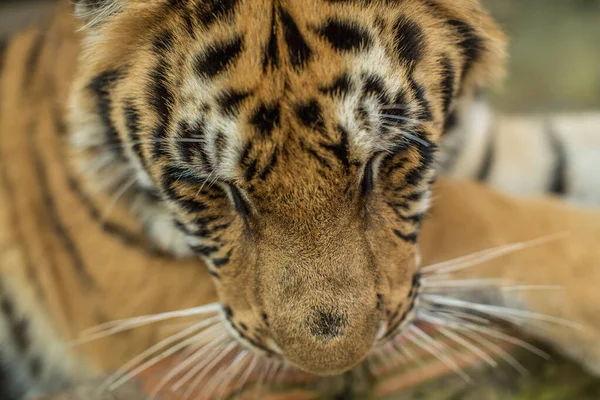 Primo Piano Una Tigre — Foto Stock