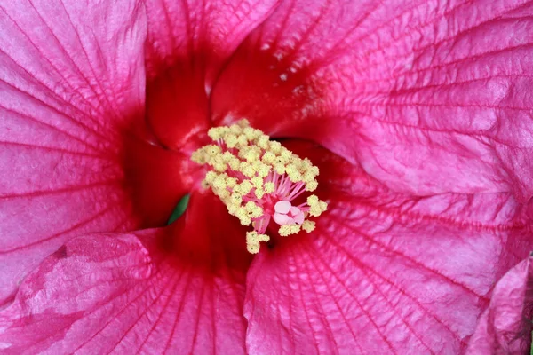 Bela Flor Rosa Jardim — Fotografia de Stock