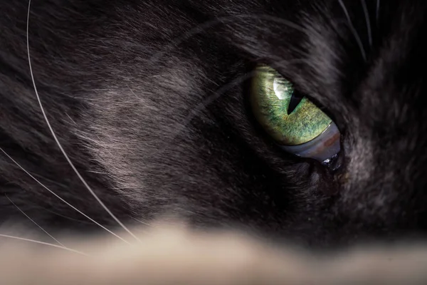 Siyah Gözlü Kedi — Stok fotoğraf