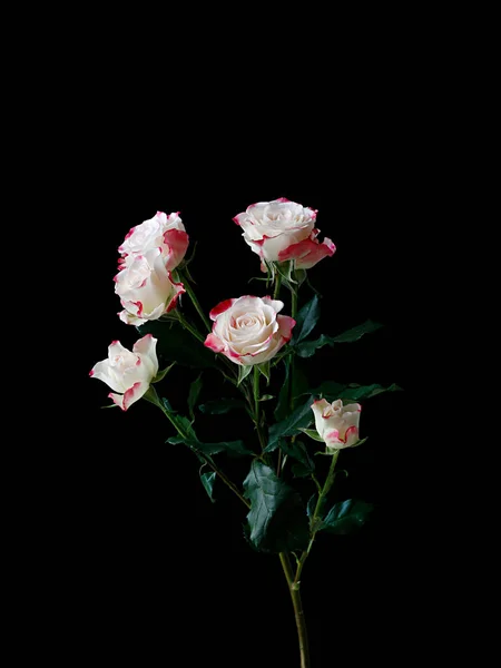 Gyönyörű Virágok Fekete Háttér — Stock Fotó