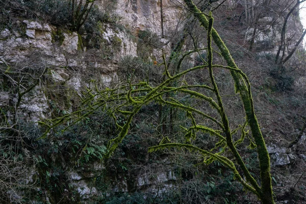 Hermosa Vista Del Bosque Fondo Naturaleza —  Fotos de Stock