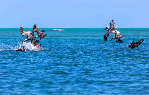 Группа Птиц Воде Пляже — стоковое фото