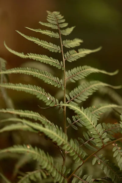 Folhas Verdes Flora Folhagem — Fotografia de Stock