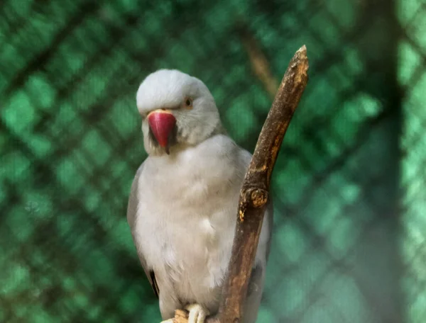 Uccello Bianco Ramo — Foto Stock