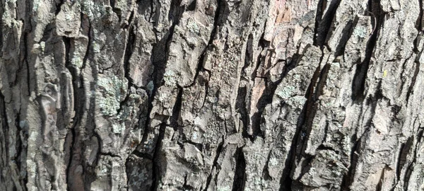 木の樹皮の質感 — ストック写真