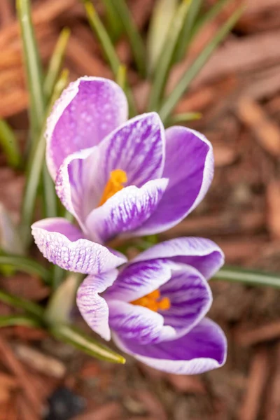 花园里美丽的紫色番红花 — 图库照片