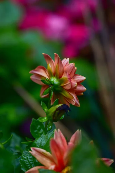 Schöne Blumen Garten — Stockfoto