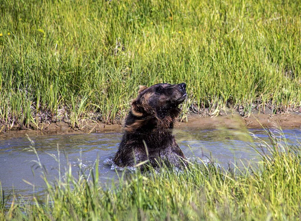 Urso Negro Água — Fotografia de Stock