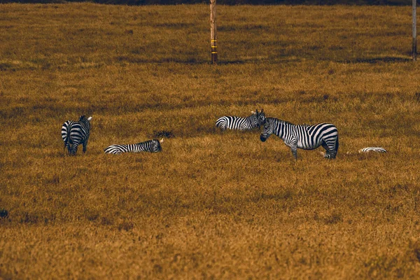 Зебры Саванне Африки — стоковое фото