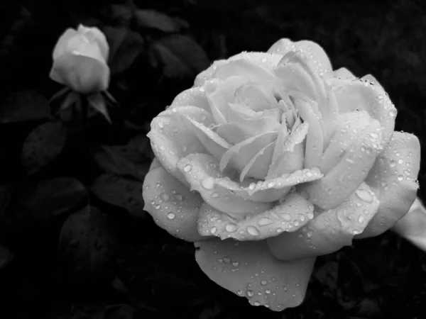 Piękna Biała Róża Ogrodzie — Zdjęcie stockowe