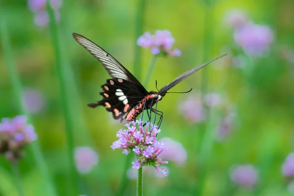 Beau Papillon Sur Une Fleur — Photo