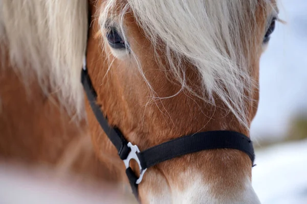 Zblízka Portrét Krásného Hnědého Koně — Stock fotografie