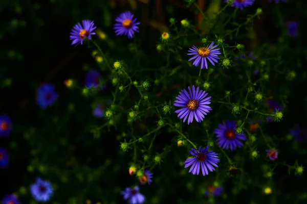 Flores Bonitas Jardim — Fotografia de Stock